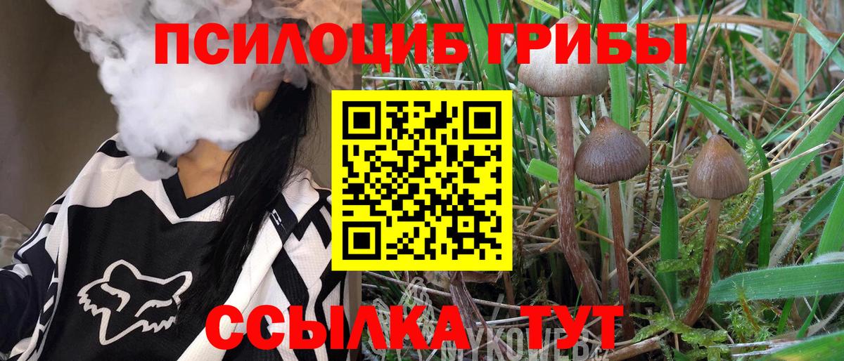 Псилоцибиновые грибы Psilocybe  Псилоцибиновые грибы мухоморы  Балтийск 