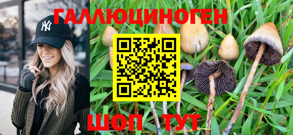 Галлюциногенные грибы Psilocybe  Вход с VPN  Балтийск  Псилоцибиновые грибы Psilocybine cubensis 